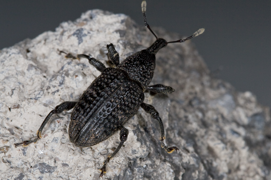 Aclees taiwanensis, il nuovo alieno nasuto